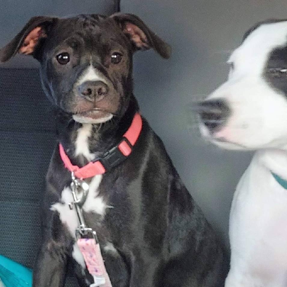 Pearl, a Adoptable mixed breed in Richmond, VA image 6/6