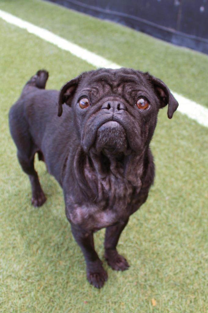 Bonnie Sue, Adoptable, Adult Female Pug.