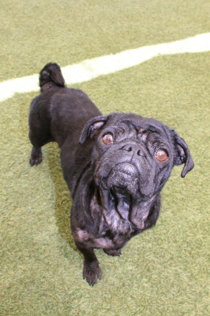 Bonnie Sue, a Adoptable Pug in Gardena, CA image 2/6