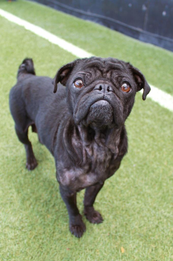Bonnie Sue, a Adoptable Pug in Gardena, CA image 3/6