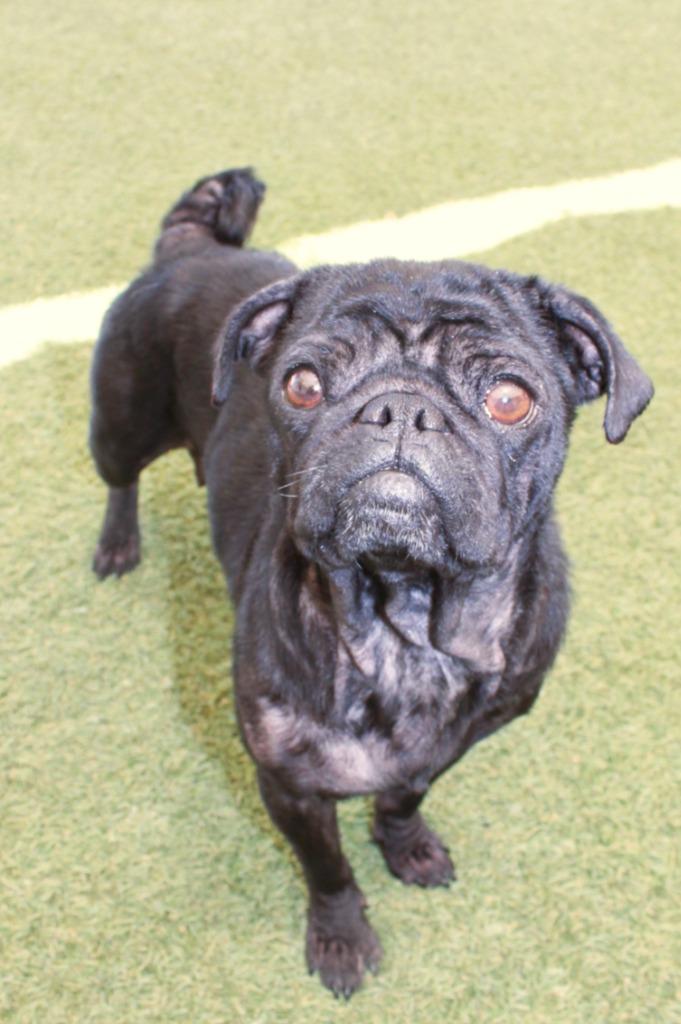 Bonnie Sue, a Adoptable Pug in Gardena, CA image 4/6