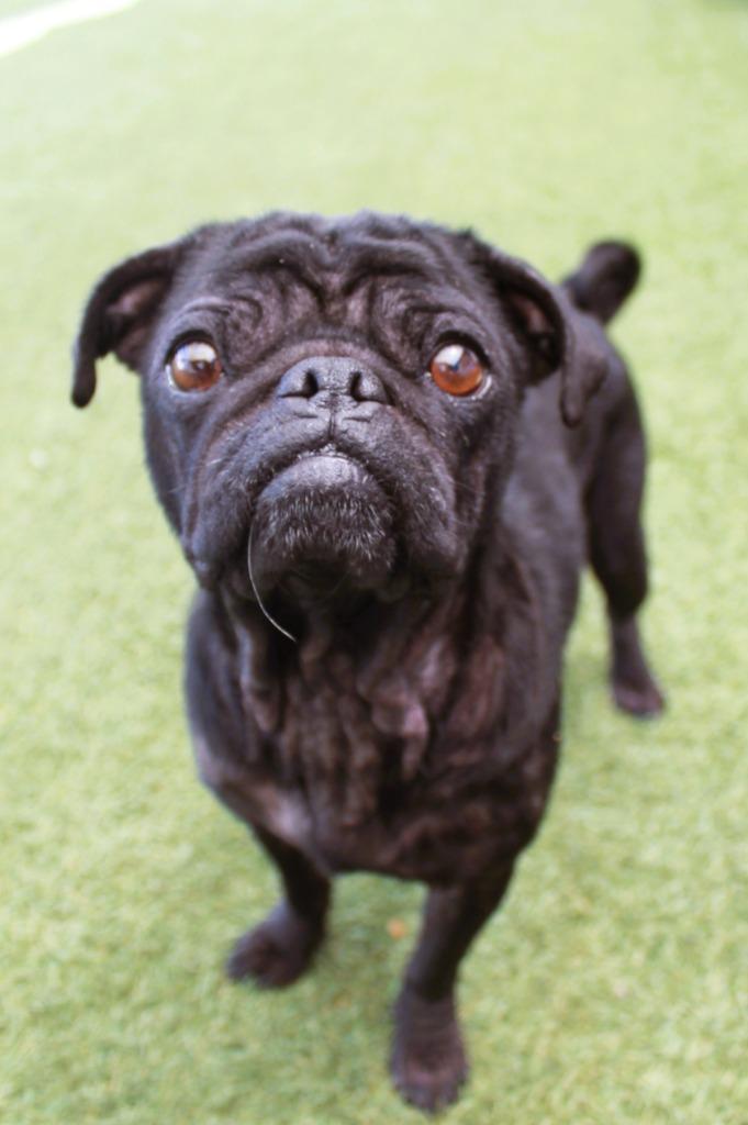 Bonnie Sue, a Adoptable Pug in Gardena, CA image 5/6
