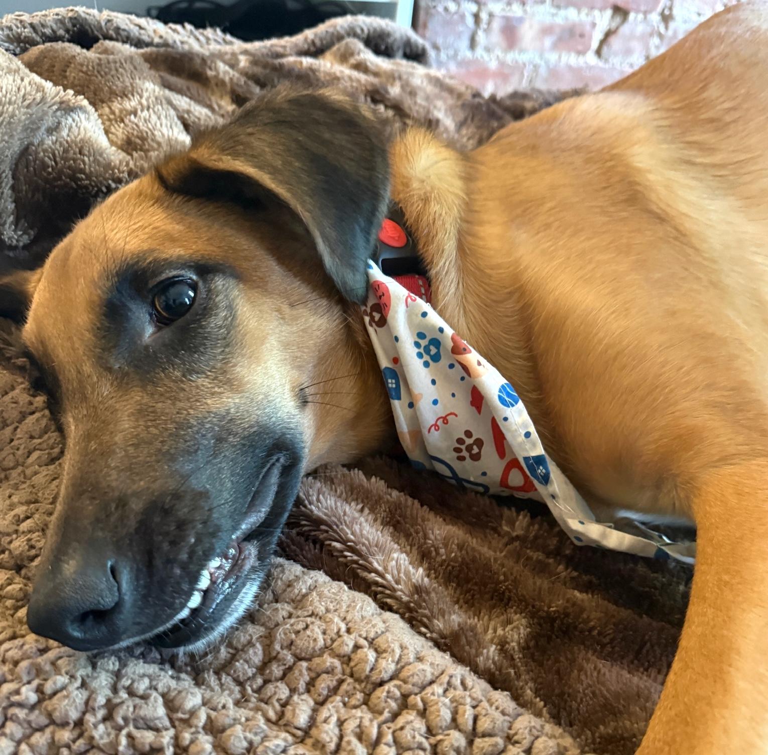 Enlarge Kobe, a Adoptable mixed breed in Brooklyn, NY image 2/6
