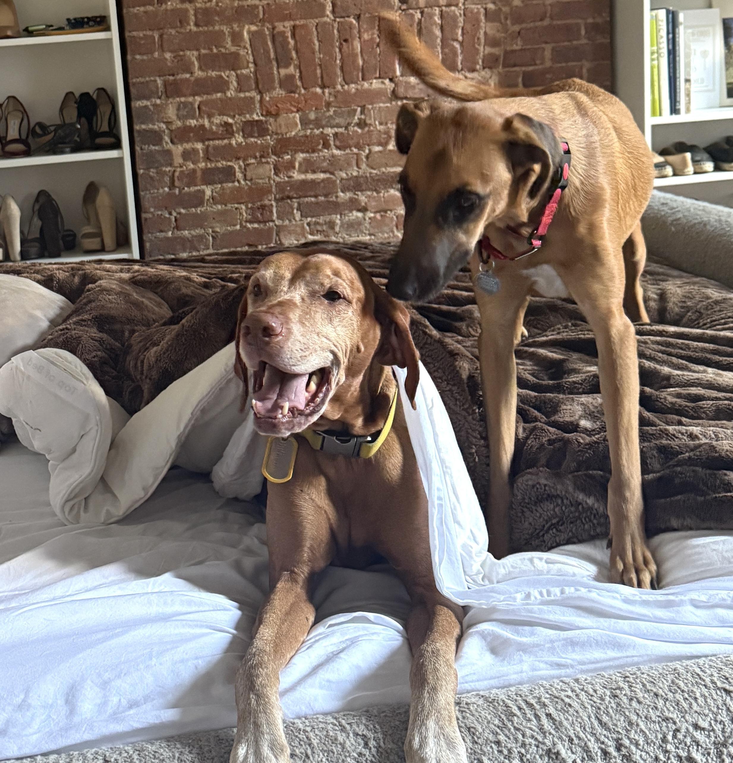 Enlarge Kobe, a Adoptable mixed breed in Brooklyn, NY image 3/6
