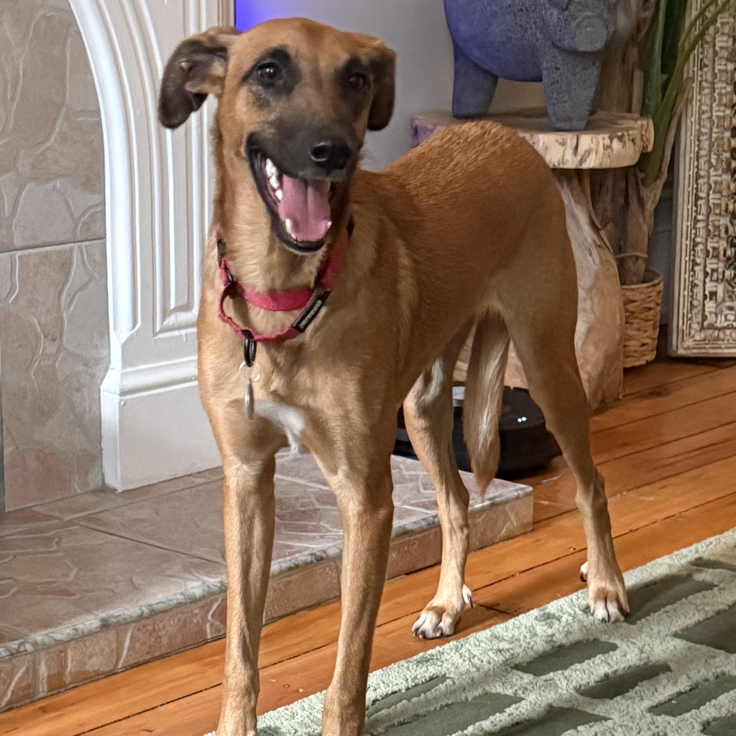 Enlarge Kobe, a Adoptable mixed breed in Brooklyn, NY image 6/6