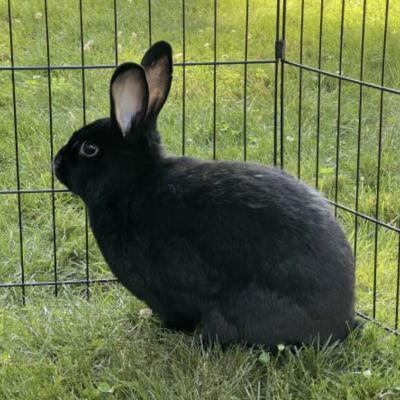 Lana, Adoptable, Young Female Bunny Rabbit.