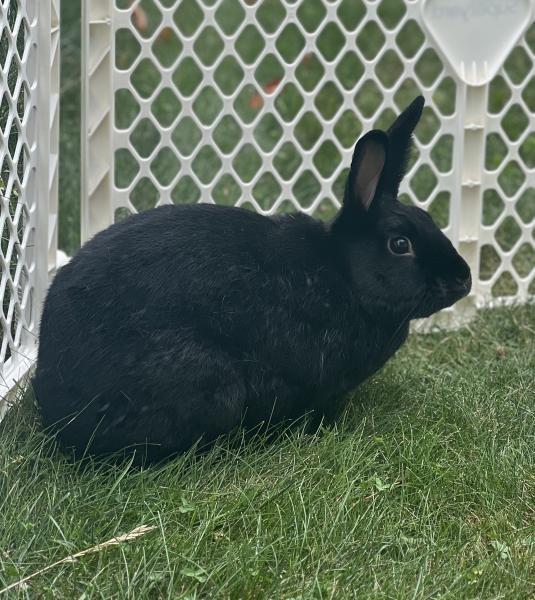 Lana, Adoptable, Young Female Bunny Rabbit.