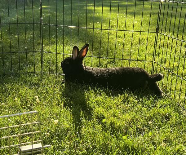 Enlarge Lana, a Adoptable Bunny Rabbit in Kalamazoo, MI image 3/4