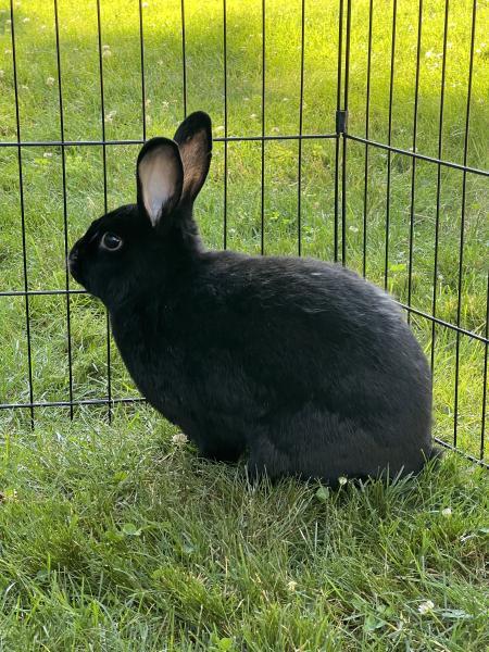 Enlarge Lana, a Adoptable Bunny Rabbit in Kalamazoo, MI image 4/4