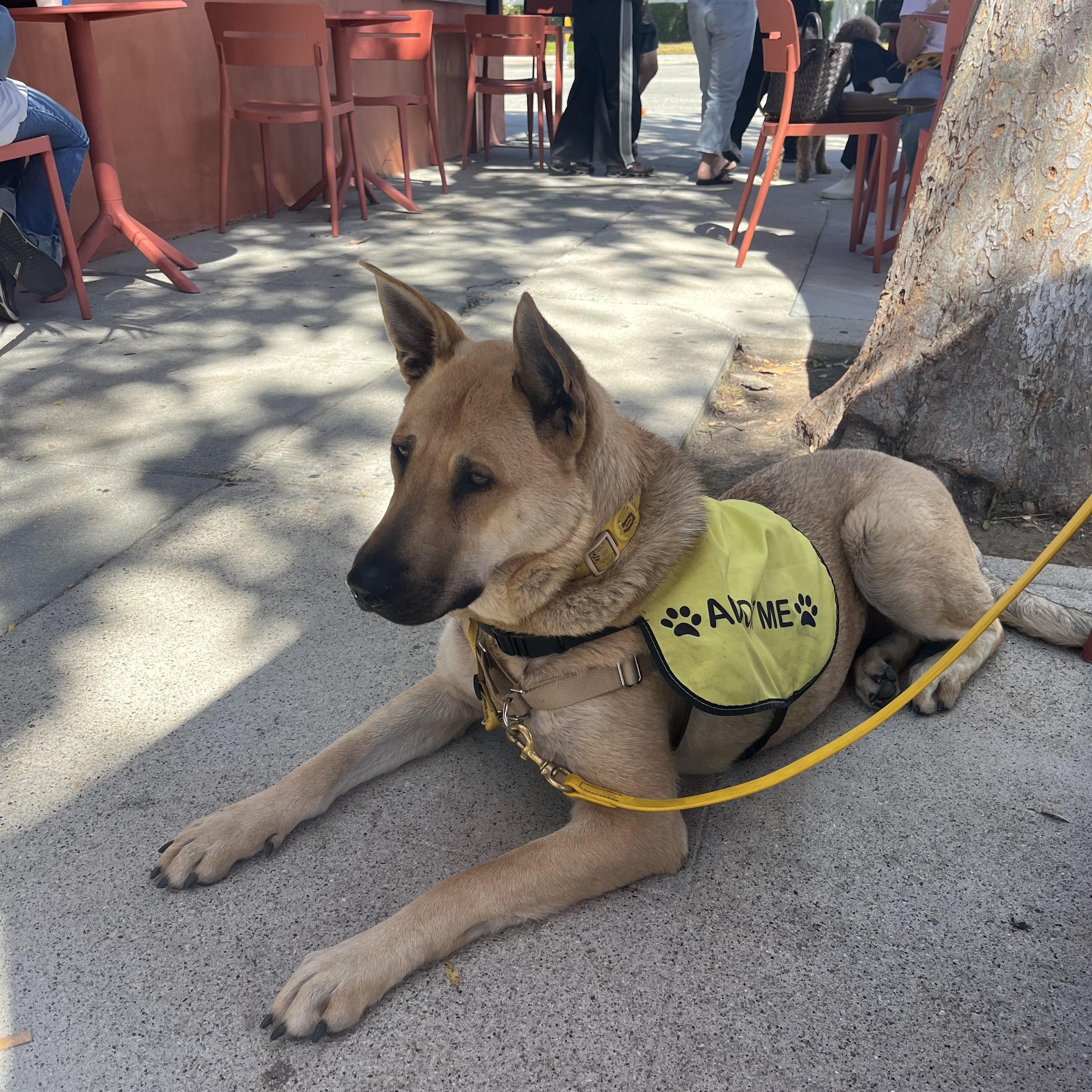Honey, a ADOPTABLE mixed breed in Burbank, CA image 5/6