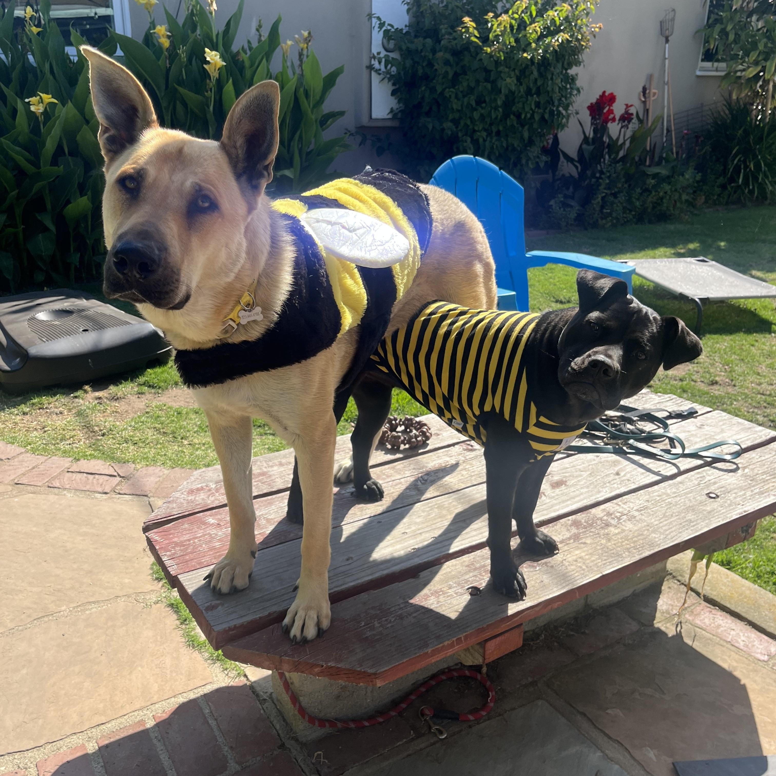 Honey, a ADOPTABLE mixed breed in Burbank, CA image 3/6