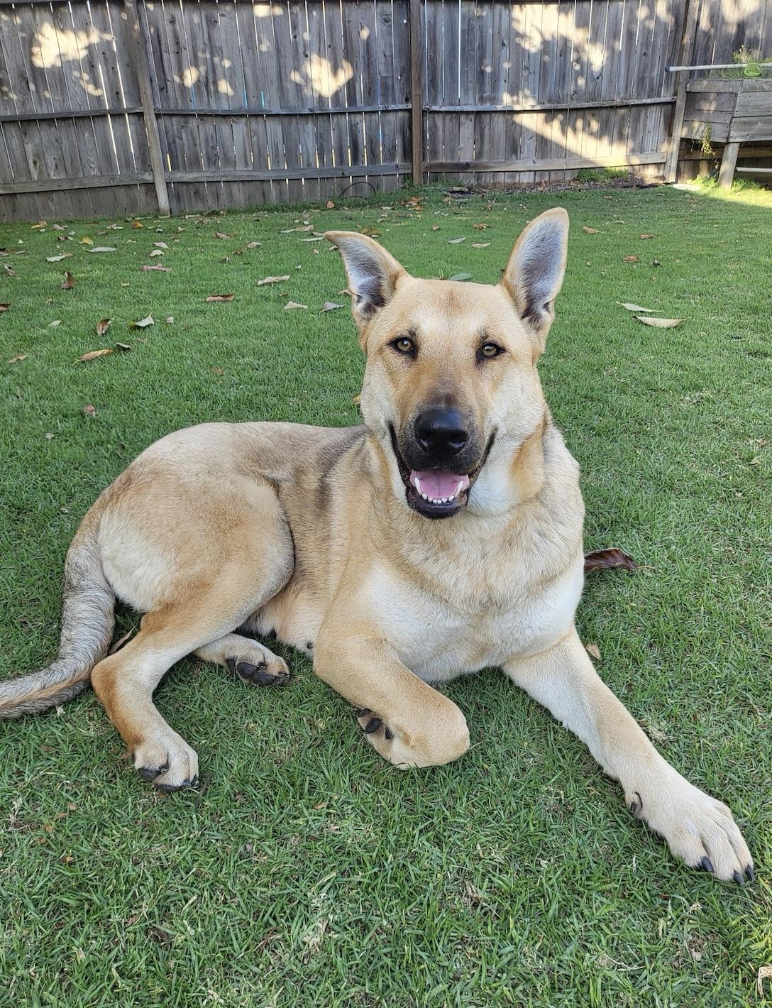 Honey, ADOPTABLE, Young Female German Shepherd Dog & Labrador Retriever.