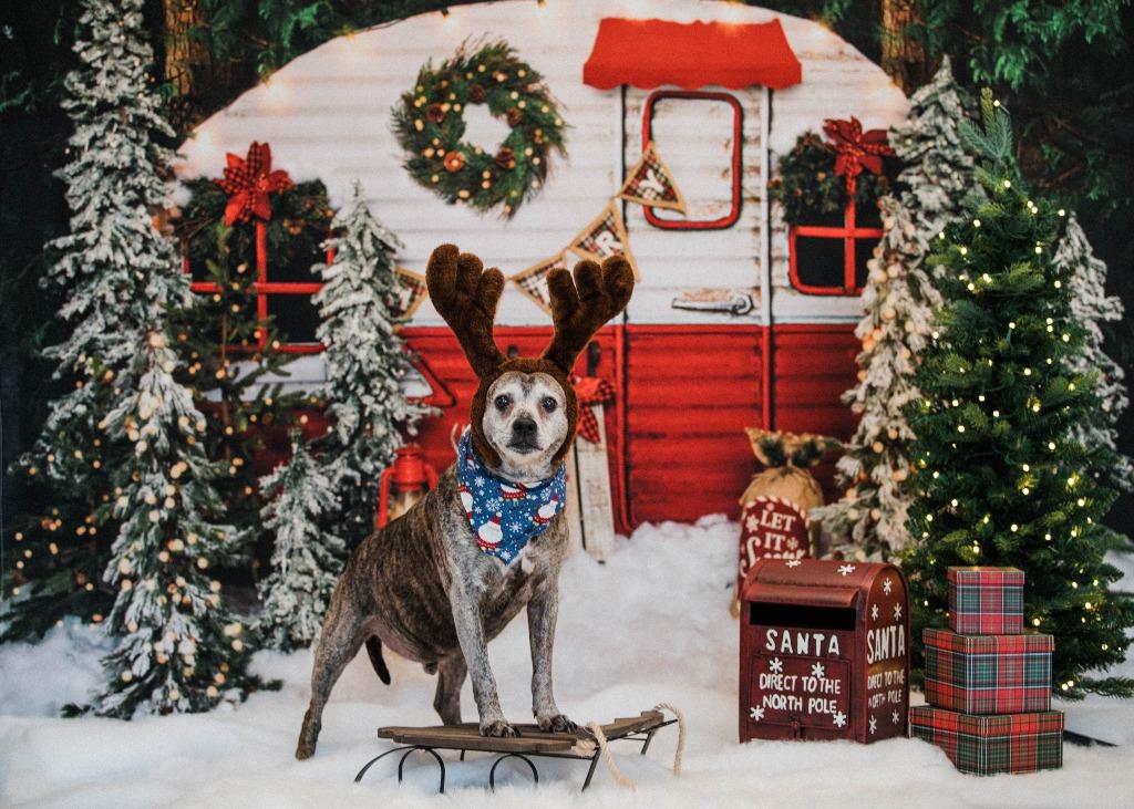 Enlarge Louie, a Adoptable mixed breed in New Kensington, PA image 1/6