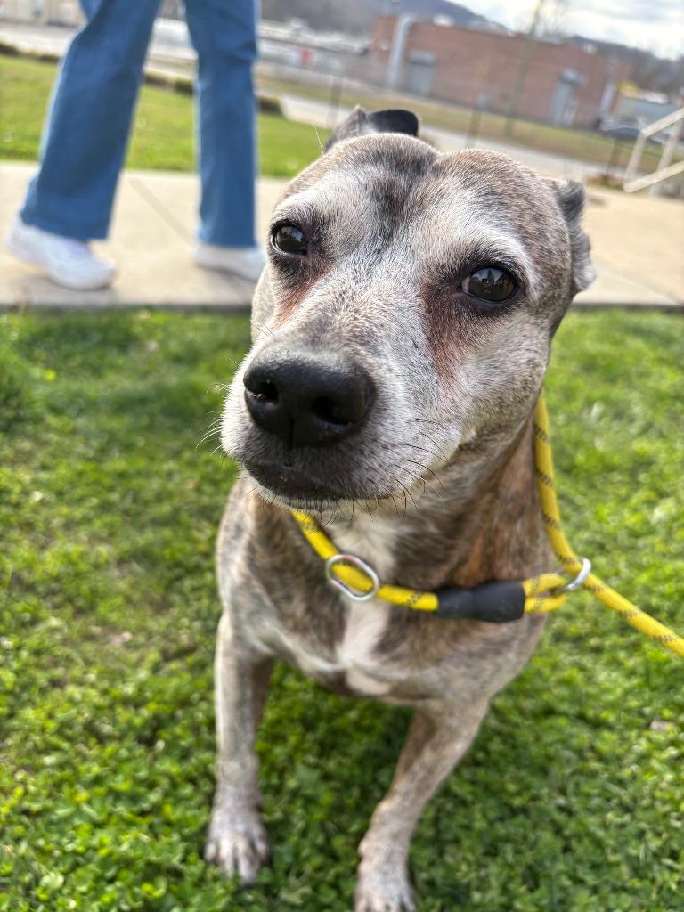 Enlarge Louie, a Adoptable mixed breed in New Kensington, PA image 5/6
