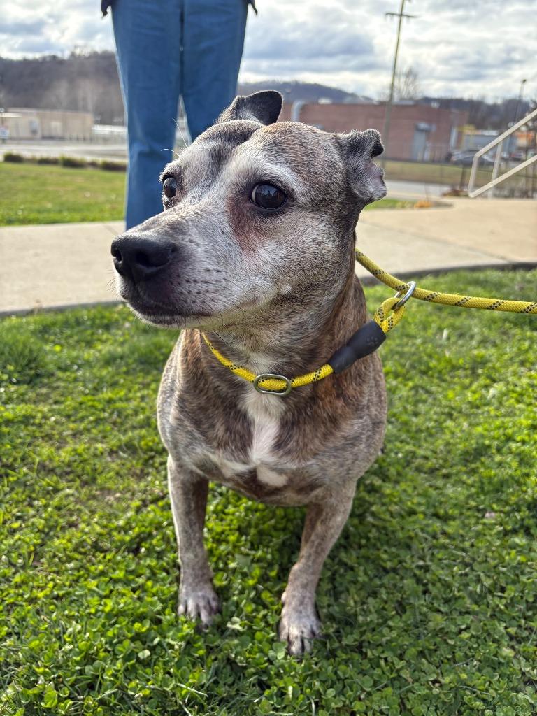 Enlarge Louie, a Adoptable mixed breed in New Kensington, PA image 6/6
