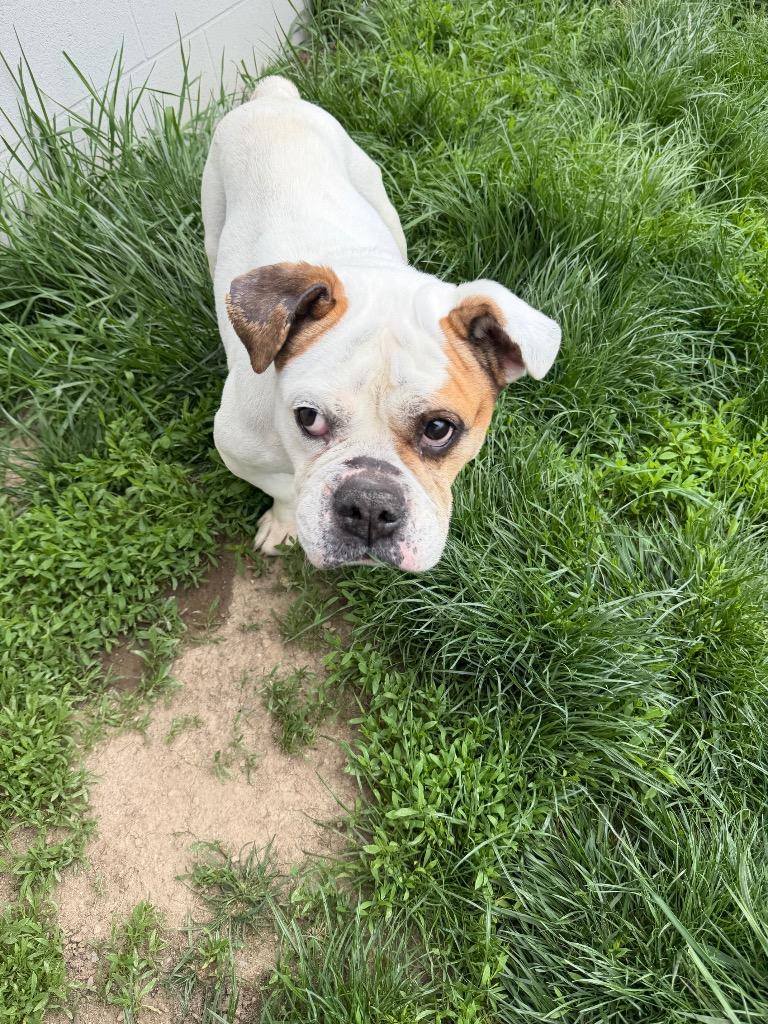 Enlarge Regina, a Adoptable English Bulldog in Bryan, OH image 1/3