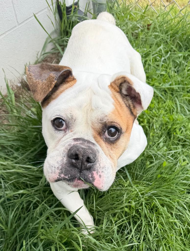 Enlarge Regina, a Adoptable English Bulldog in Bryan, OH image 2/3