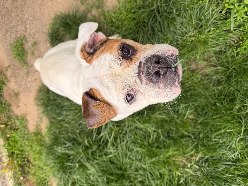 Enlarge Regina, a Adoptable English Bulldog in Bryan, OH image 3/3