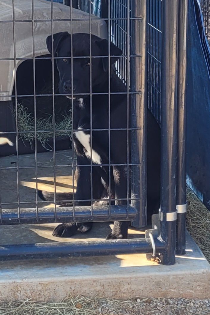 Jack, Adoptable, Young Male Labrador Retriever.