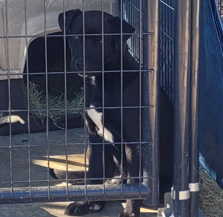 Jack, a Adoptable mixed breed in Nocona, TX image 2/4