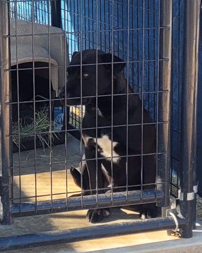 Jack, a Adoptable mixed breed in Nocona, TX image 3/4