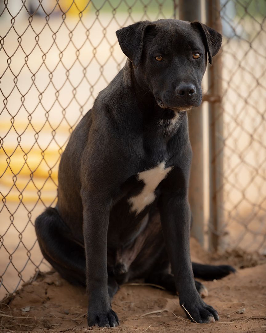 Jack, a Adoptable mixed breed in Nocona, TX image 4/4