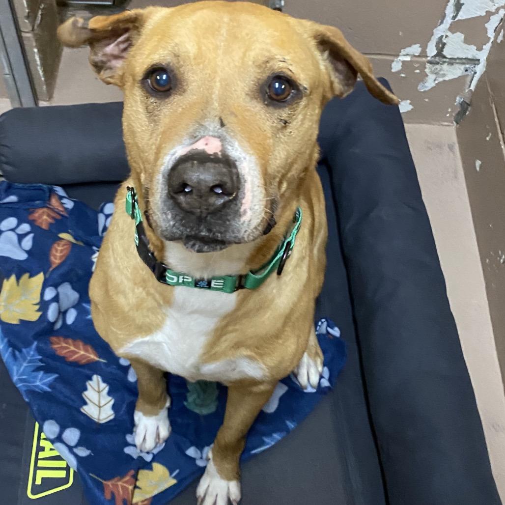 Father Time, Adoptable, Adult Male Black Mouth Cur & Mixed Breed.