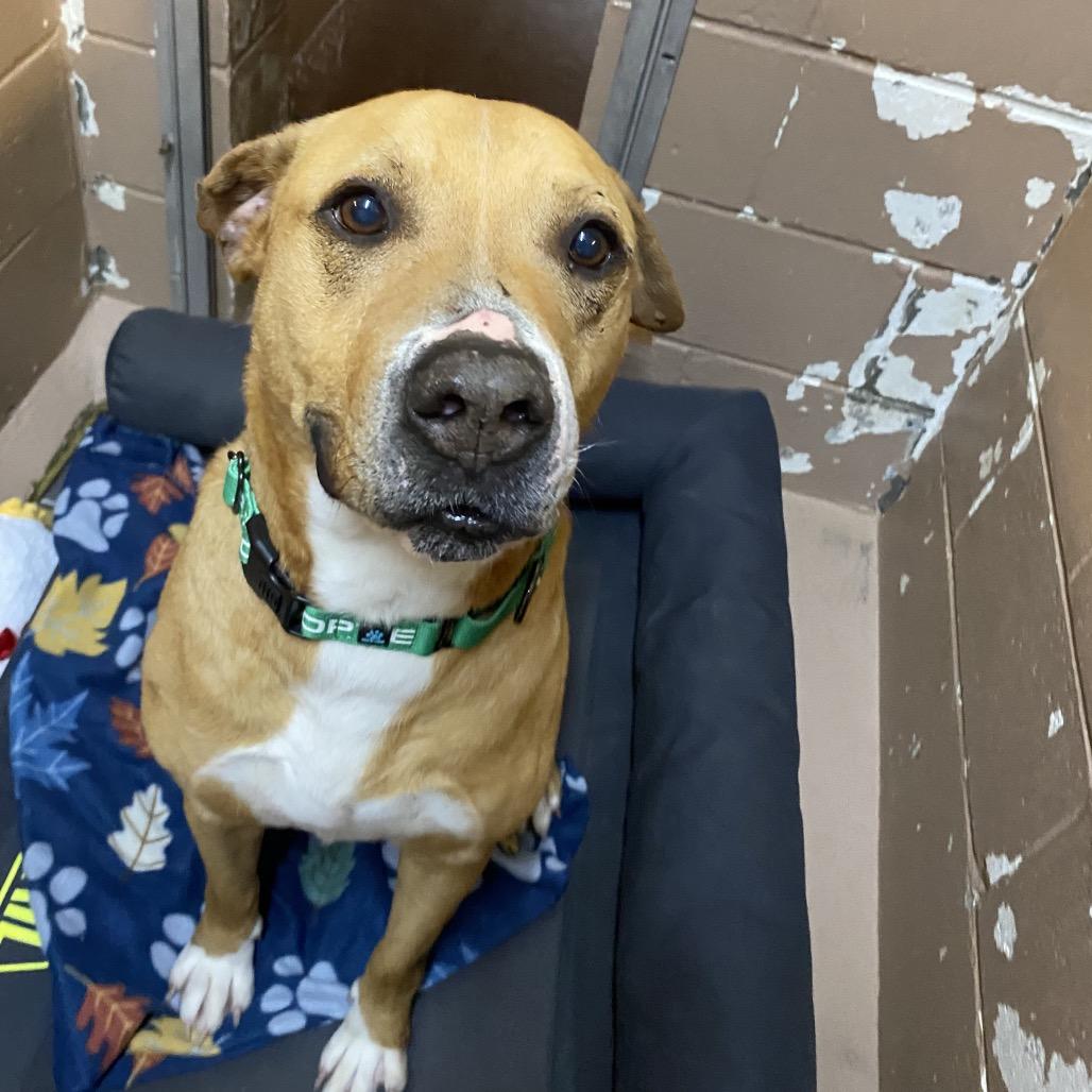 Enlarge Father Time, a Adoptable mixed breed in Caryville, TN image 2/6