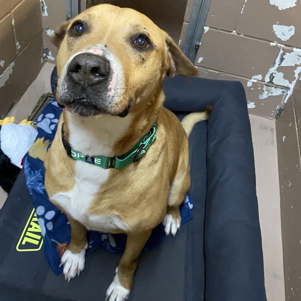 Enlarge Father Time, a Adoptable mixed breed in Caryville, TN image 4/6