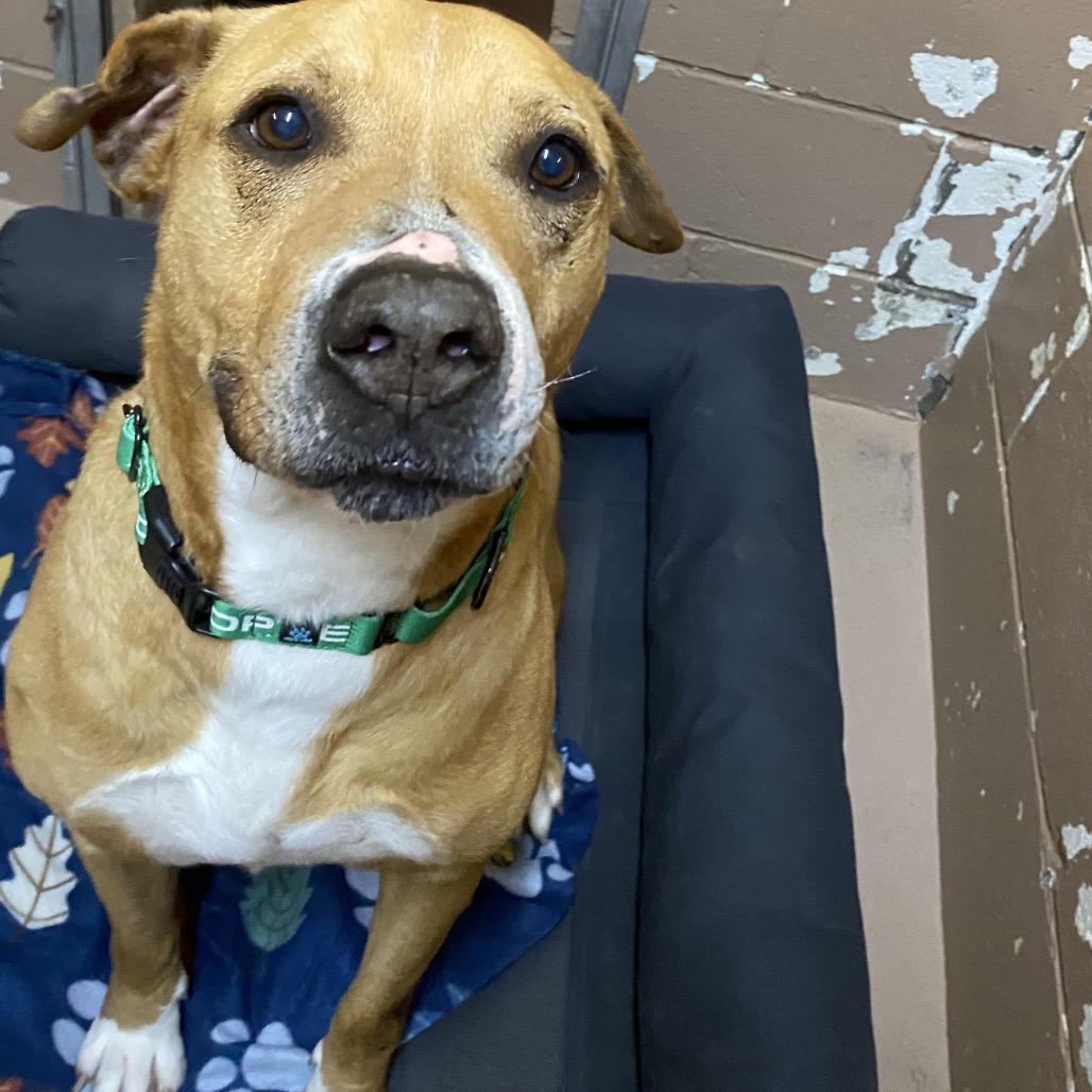 Enlarge Father Time, a Adoptable mixed breed in Caryville, TN image 5/6