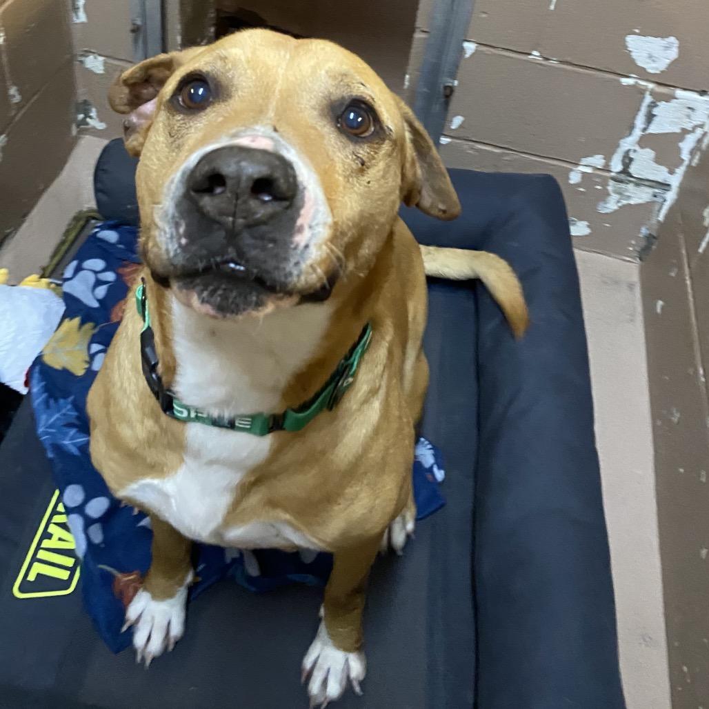 Enlarge Father Time, a Adoptable mixed breed in Caryville, TN image 6/6