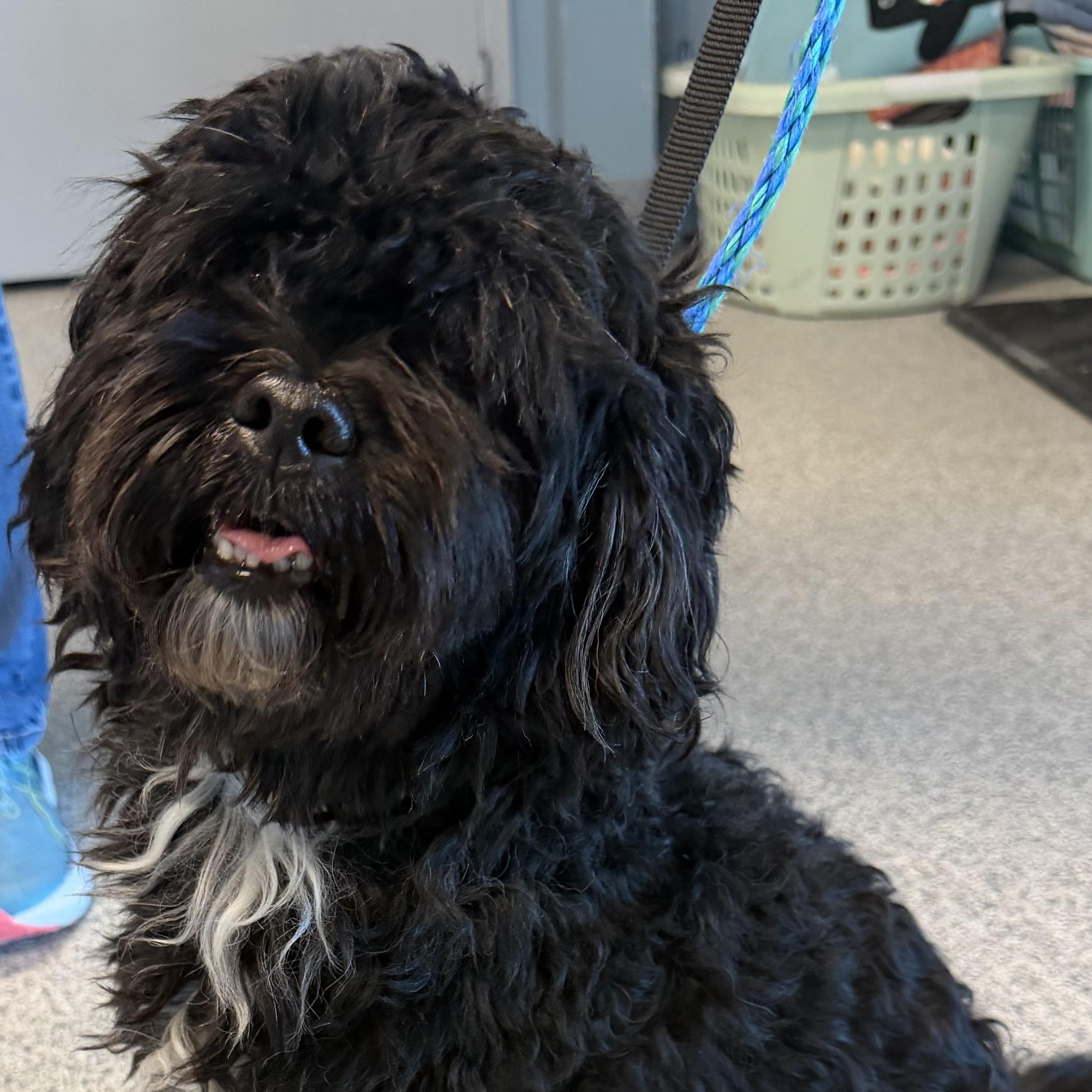 Armand, Adopted, Young Male Poodle.