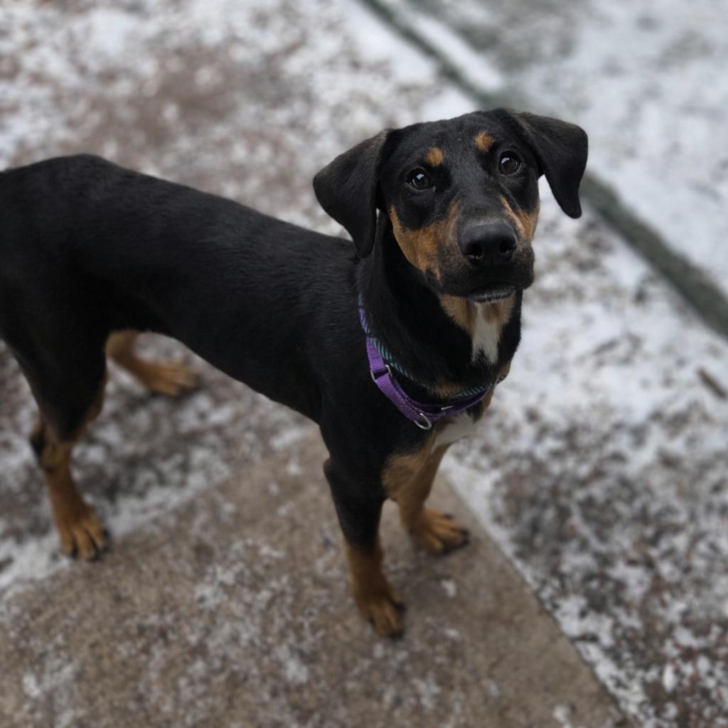 Russet Potato, adopted, Young Female Hound.