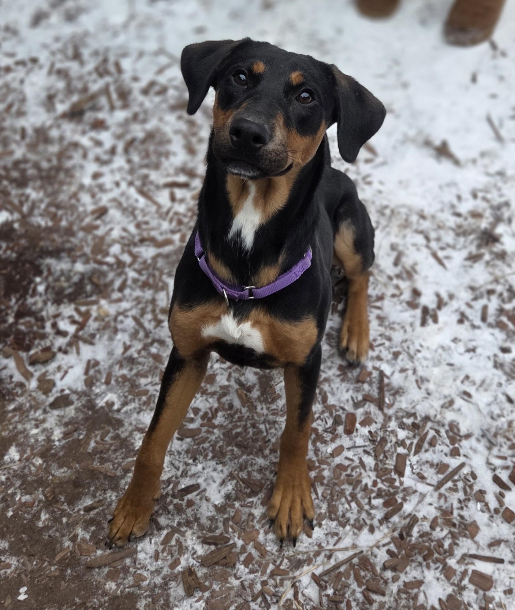 Enlarge Russet Potato, an adopted Hound in Brookings, SD image 2/2