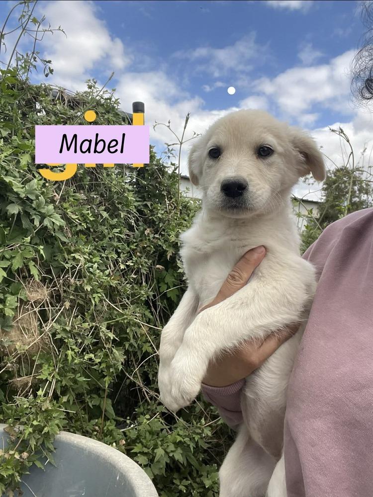 Enlarge Mabel (Harlingen Pups), a Adopted mixed breed in Brewster , NY image 1/1