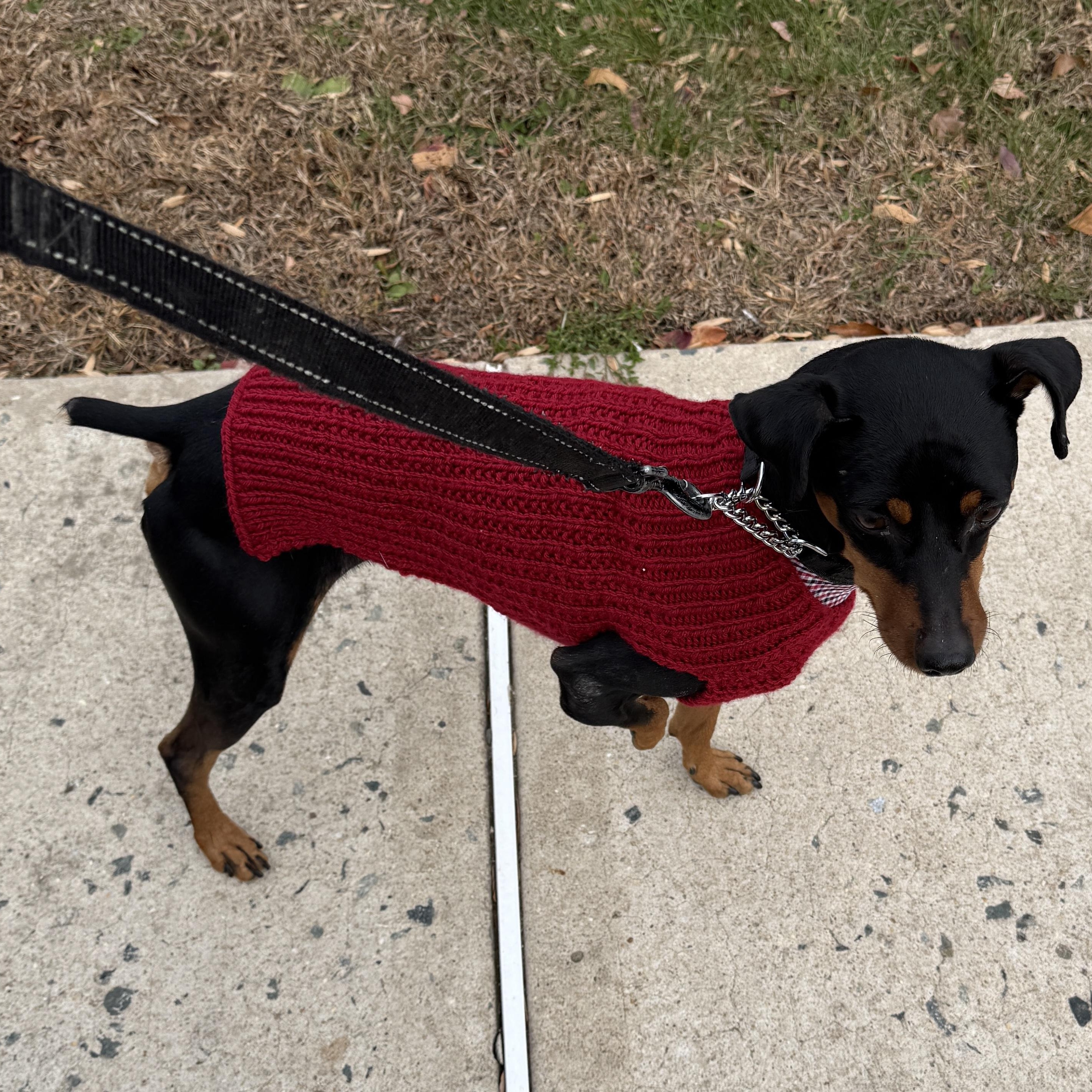 Meet BISHOP - friendly, sweet little male min pin! Quiet, small, great little dog!
