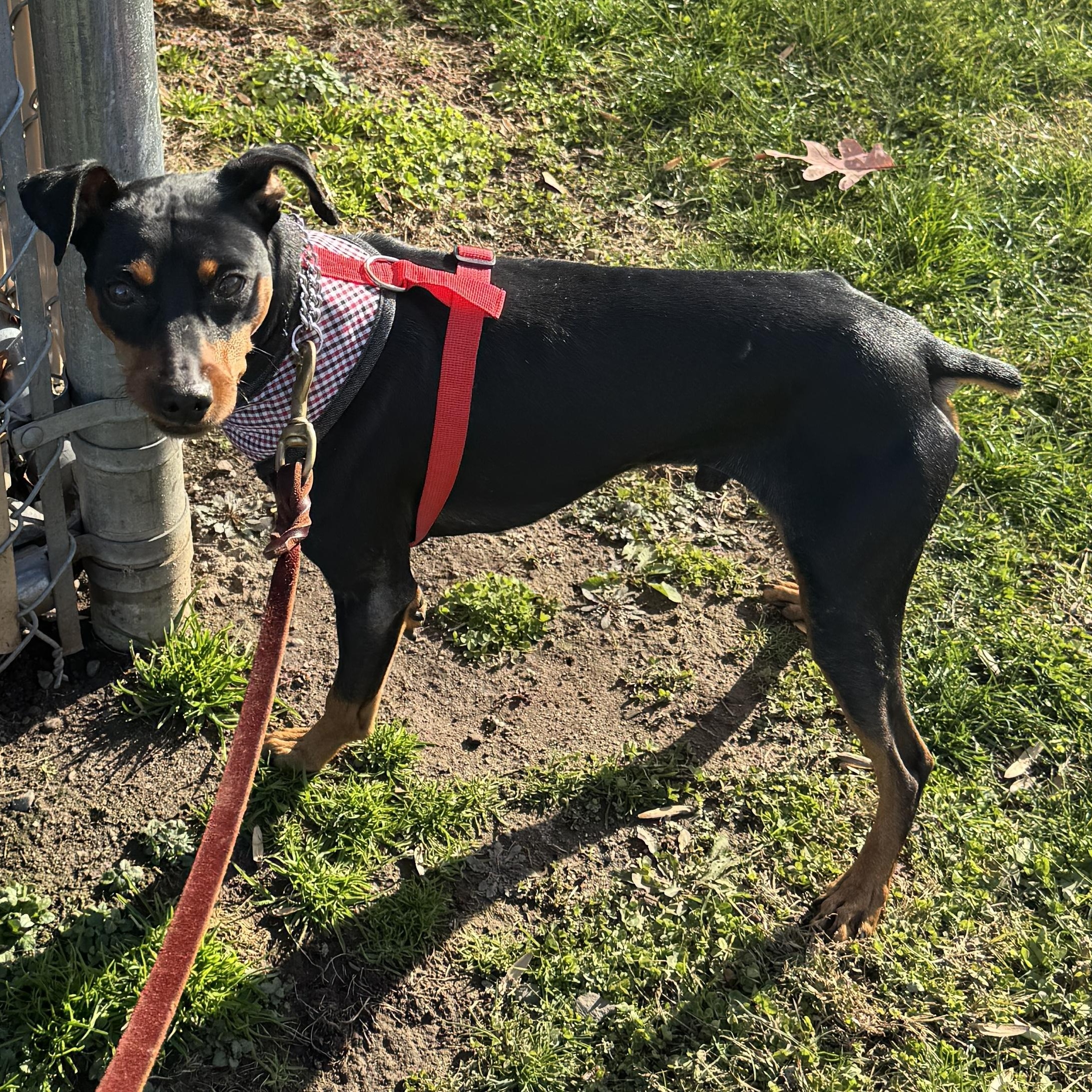 Meet BISHOP - friendly, sweet little male min pin! Quiet, small, great little dog!
