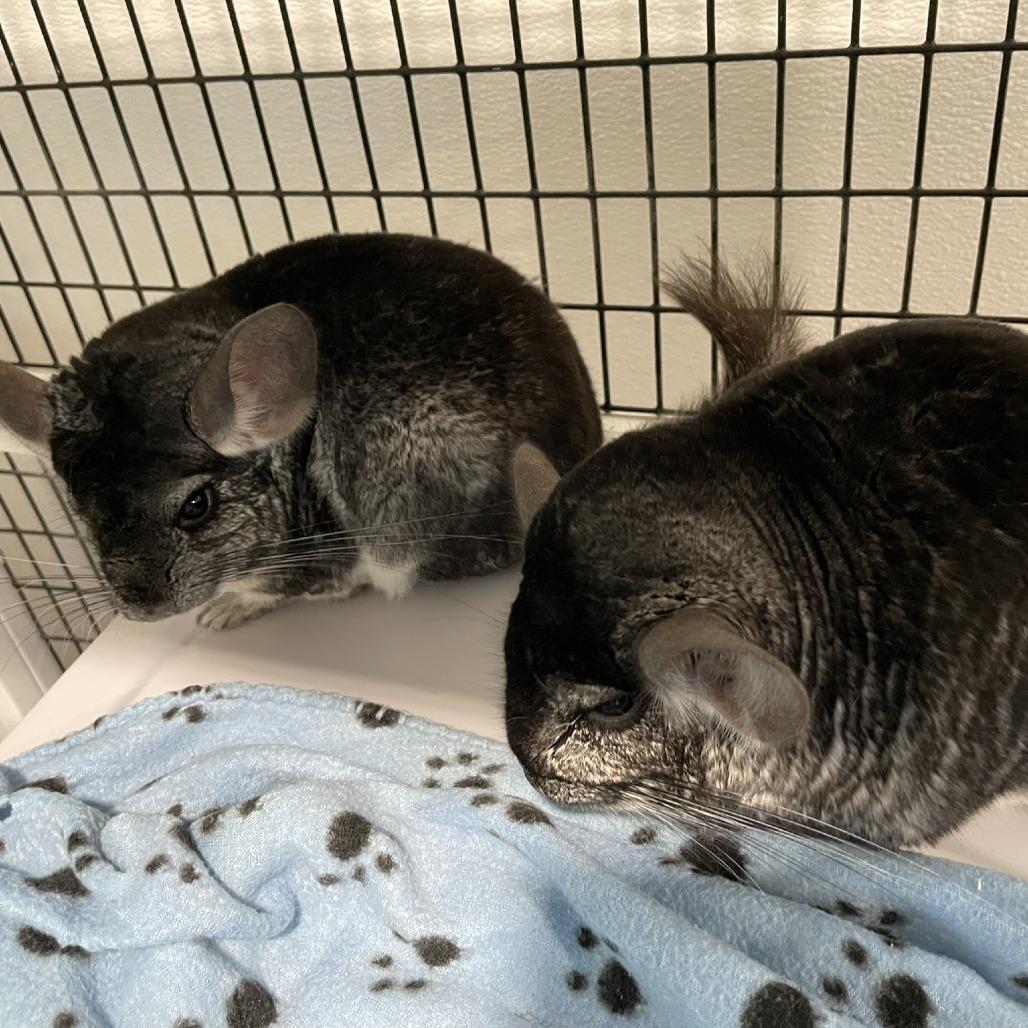 Artemis with Griffin, Adoptable, Adult Male Chinchilla.