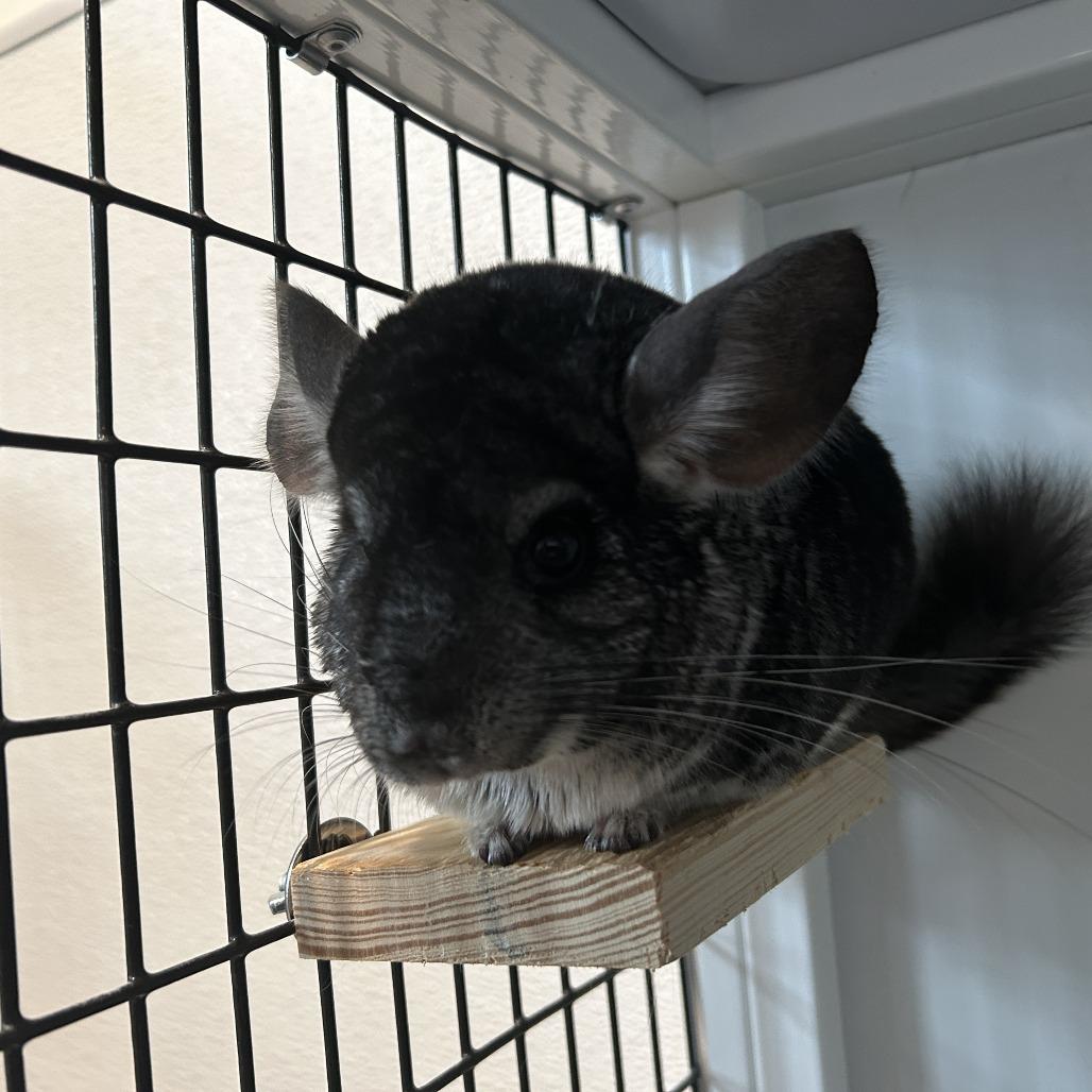 Enlarge Artemis with Griffin, a Adoptable Chinchilla in Manchester, CT image 2/4