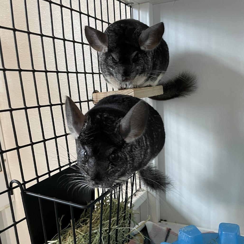 Enlarge Artemis with Griffin, a Adoptable Chinchilla in Manchester, CT image 3/4