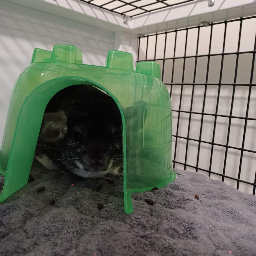 Enlarge Artemis with Griffin, a Adoptable Chinchilla in Manchester, CT image 4/4