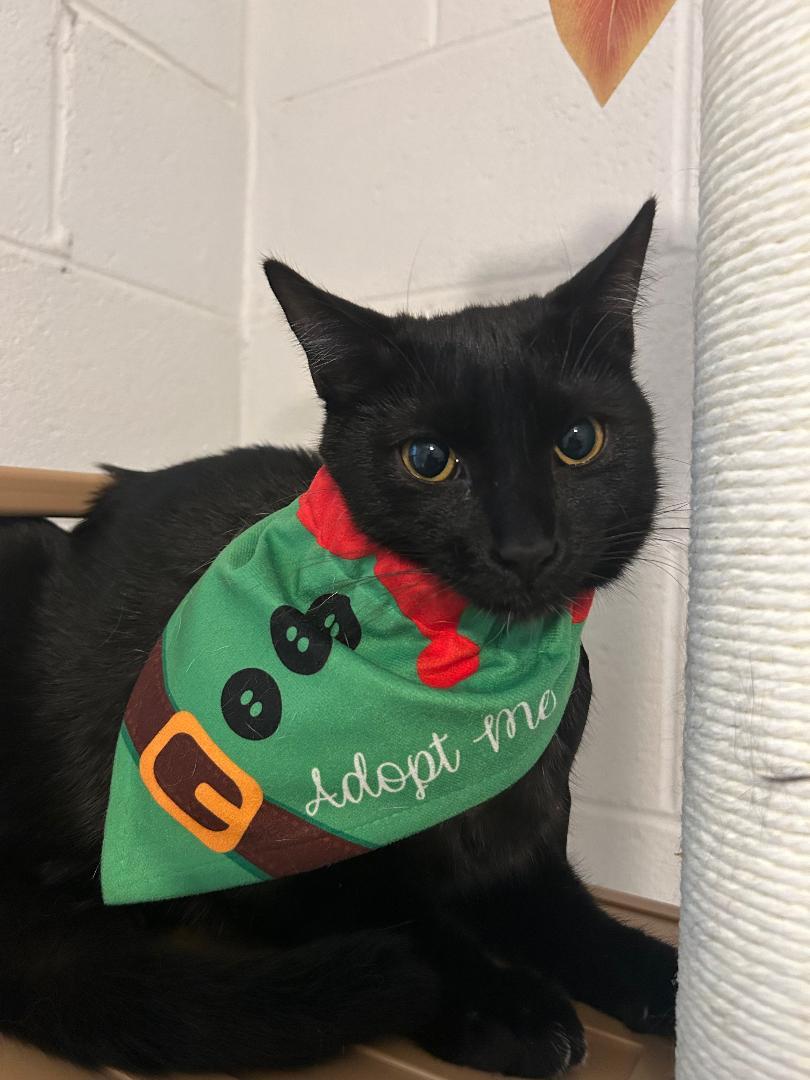 Enlarge jay catsby, a Adoptable Domestic Short Hair in Bryson City, NC image 1/5