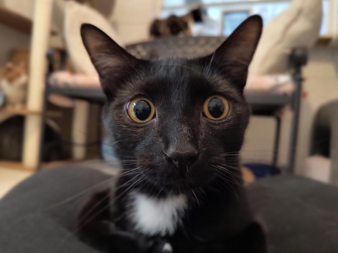 jay catsby, Adoptable, Young Male Domestic Short Hair.