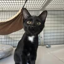 jay catsby, Adoptable, Young Male Domestic Short Hair.