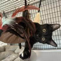 jay catsby, Adoptable, Young Male Domestic Short Hair.