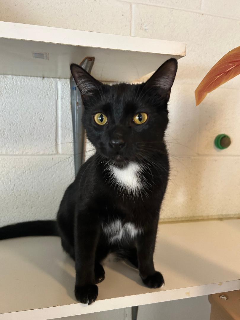 Enlarge jay catsby, a Adoptable Domestic Short Hair in Bryson City, NC image 2/5