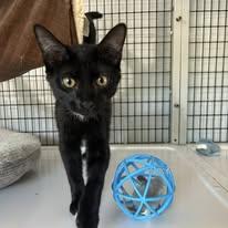 jay catsby, a Adoptable Domestic Short Hair in Bryson City, NC image 3/3