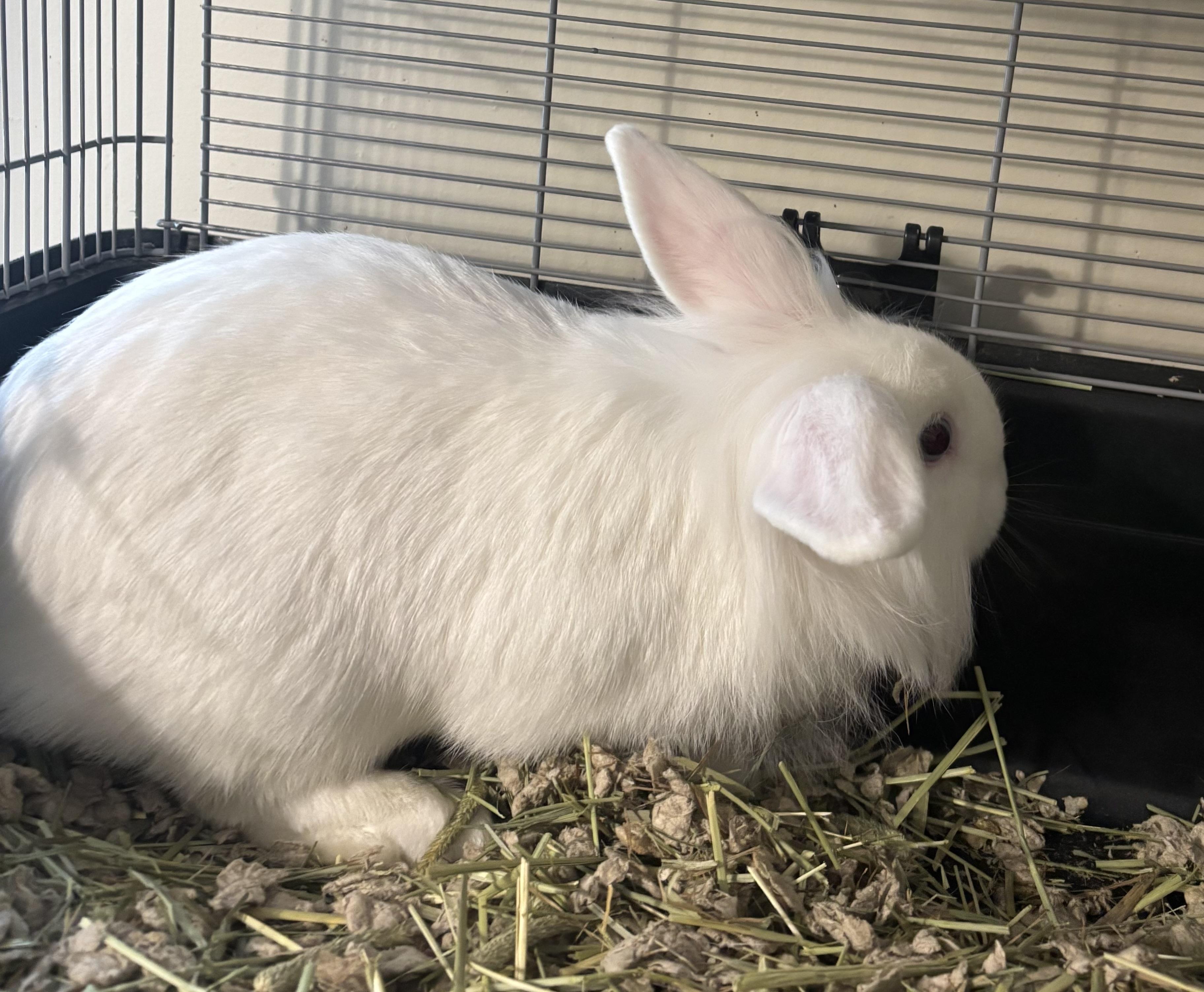 Aurora, Adoptable, Baby Female Lionhead.