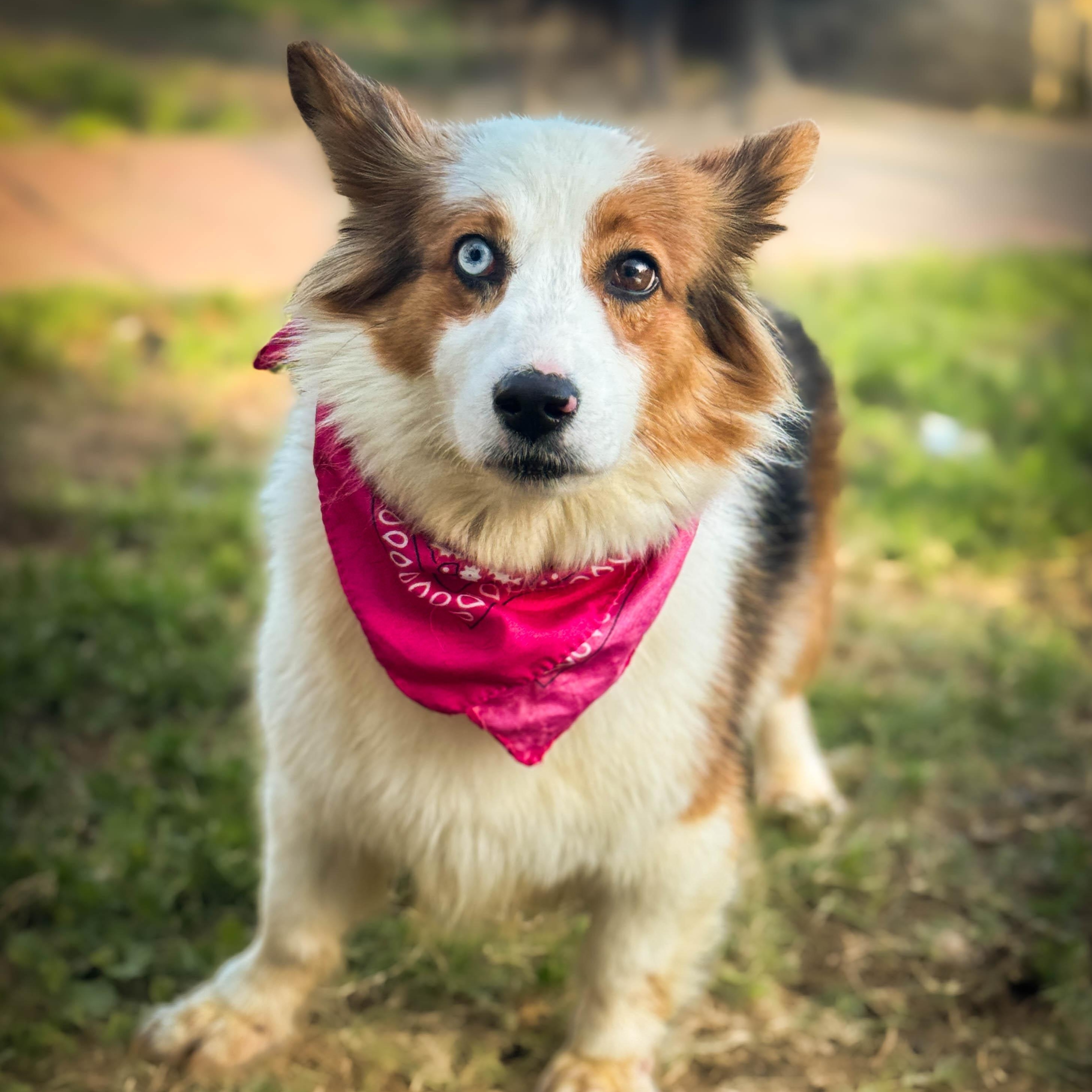 Pretty Princess, ADOPTABLE, Adult Female Corgi.