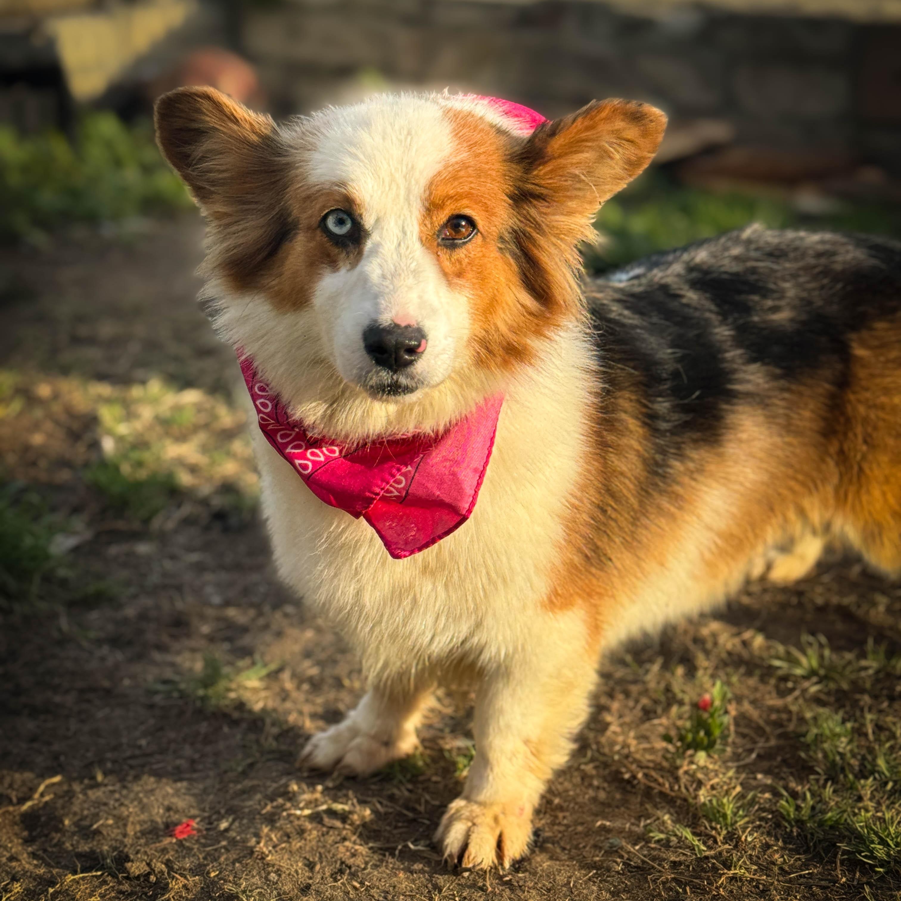 Enlarge Pretty Princess, a ADOPTABLE Corgi in Torrance, CA image 3/4
